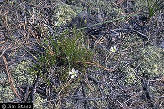 Photo of Minuartia caroliniana (Walter) Mattf.