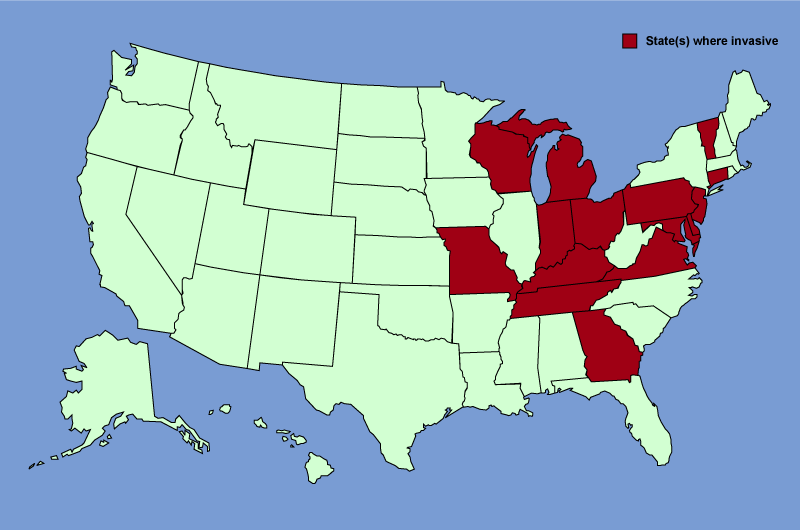 Distribution map of Lonicera maackii