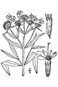 Line Drawing of Pycnanthemum verticillatum (Michx.) Pers. var. verticillatum