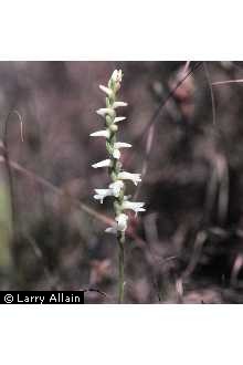 Photo of Spiranthes magnicamporum Sheviak