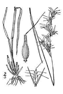 Line Drawing of Danthonia epilis Scribn.