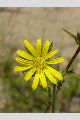 View a larger version of this image and Profile page for Silphium laciniatum L.