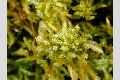 View a larger version of this image and Profile page for Sphagnum contortum Schultz