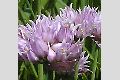 View a larger version of this image and Profile page for Allium geyeri S. Watson