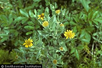 Photo of Borrichia arborescens (L.) DC.