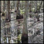 Cypress Trees in the Slough