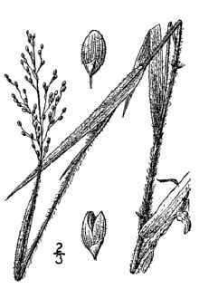 Line Drawing of Dichanthelium consanguineum (Kunth) Gould & C.A. Clark