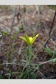 View a larger version of this image and Profile page for Hypoxis juncea Sm.