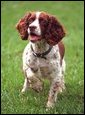 Spot "Spotty" Fetcher, an English Springer Spaniel is photographed on the South Lawn, May 28, 2001.  White House photo by Paul Morse