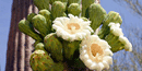 Saguaro Blossoms