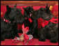 Barney watches as Miss Beazley gives a "kiss" to Kitty, Thursday, Feb. 8, 2007, as the White House pets pose for a Valentine's Day portrait at the White House. White House photo by Paul Morse