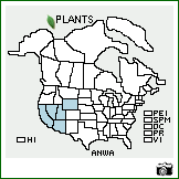 Distribution of Antheropeas wallacei (A. Gray) Rydb.. . Image Available. 