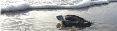 A green sea turtle hatchling heads for the surf on the first day of its life.