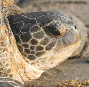 Close-up of the face of an adult green sea turtle