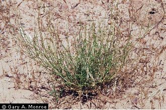 Photo of Astragalus remotus (M.E. Jones) Barneby