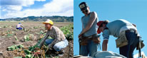 Photos of field and construction laborers.