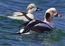 Long-tailed duck with Decoy- Joshua Spies, South Dakota