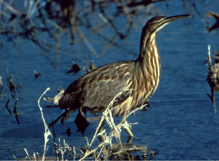 American bittern photo