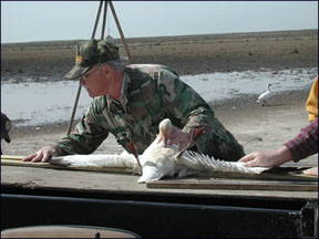 measuring the wing span of a bird