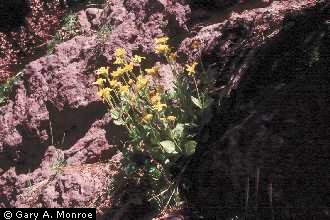 Photo of Arnica nevadensis A. Gray