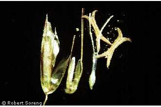 Photo of Anthoxanthum L.