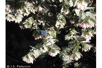 Photo of Arctostaphylos pajaroensis (J.E. Adams ex McMinn) J.E. Adams