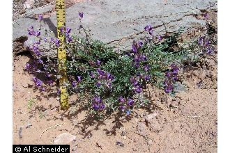 Photo of Astragalus desperatus M.E. Jones