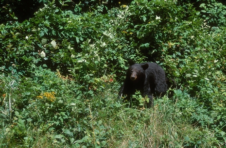 American black bear (Ursus americanus)