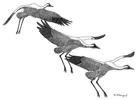 Paul Johnsgard drawing: three phases of Whooping Crane from flight to landing.