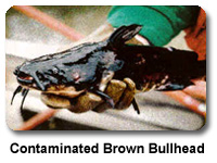 Contaminated Brown Bullhead