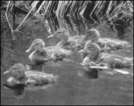 JPEG--northern pintails