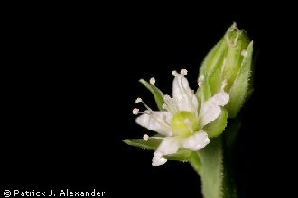 Photo of Arenaria lanuginosa (Michx.) Rohrb. ssp. saxosa (A. Gray) Maguire