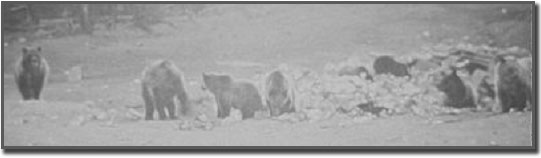 Grizzly bears feed on garbage in Yellowstone National Park before human waste storage and removal policies were implemented.