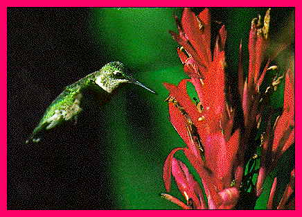 JPG -- Picture of Ruby-Throated Hummingbird