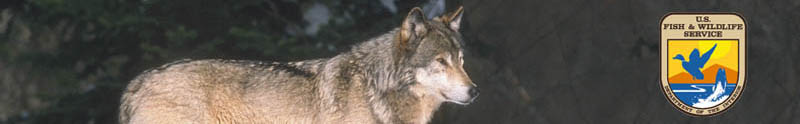 Photo of a wolf