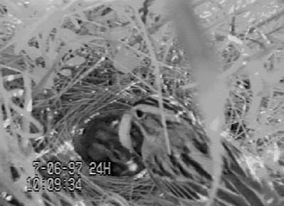 Clay-colored Sparrow