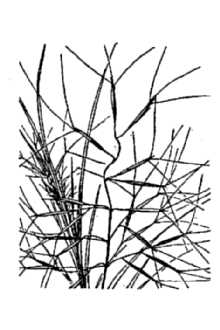 Line Drawing of Aristida havardii Vasey