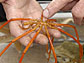 Photo shows Sam Bowser holding a sea star found at McMurdo Sound.