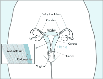 diagram of the uterus