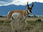 American pronghorn male defending his harem.