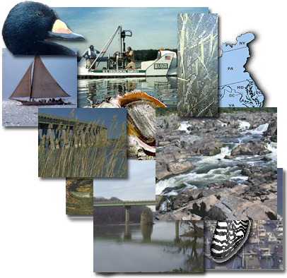 collage of images of the Chesapeake Bay