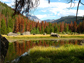 Photo of pine trees around a lake showing the loss of pine trees by pine bark beetles.