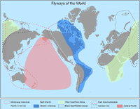 Flyways of the World