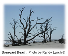 Boneyard Beach. Photo by Randy Lynch