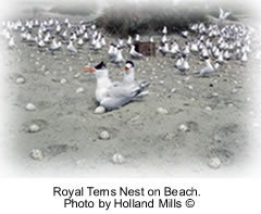 Royal Terns on nest. Photo by Holland Mills