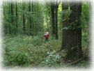 Forester in Diverse Plantation. Credit: Raye Nilius, USFWS