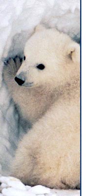 Baby Polar Bears