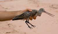 Female Bar-tailed Godwit A7 tagged at Broom, Australia - photo by Jan Van de Kam