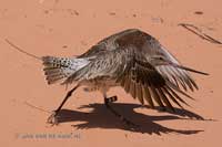 Female Bar-tailed Godwit A9 tagged at Broom, Australia - photo by Jan Van de Kam