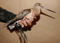 Male Bar-tailed Godwit D8 tagged at Miranda, New Zealand - photo by Phil Battley